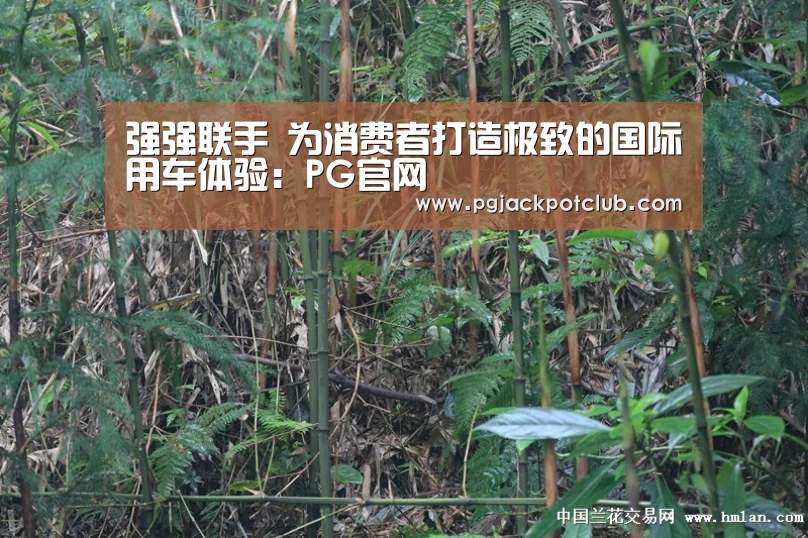 强强联手 为消费者打造极致的国际用车体验:PG官网(图1) PG体育